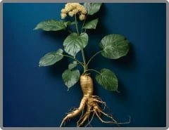 Nitric Boost Ultra Ingredients